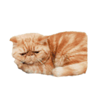 怠惰な猫の生活 cat 2（個別スタンプ：4）