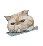 怠惰な猫の生活 cat 2（個別スタンプ：5）