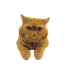 怠惰な猫の生活 cat 2（個別スタンプ：6）
