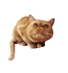 怠惰な猫の生活 cat 2（個別スタンプ：7）