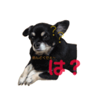 パピヨンとチワワとシュナのご近所物語（個別スタンプ：2）