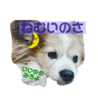 パピヨンとチワワとシュナのご近所物語（個別スタンプ：4）