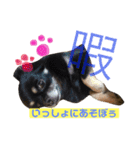 パピヨンとチワワとシュナのご近所物語（個別スタンプ：6）