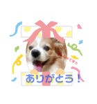 パピヨンとチワワとシュナのご近所物語（個別スタンプ：8）