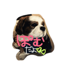 ぽむくん1（個別スタンプ：1）