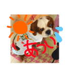 ぽむくん1（個別スタンプ：5）