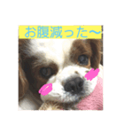 ぽむくん1（個別スタンプ：8）