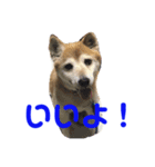 むくむくすたんぷ（個別スタンプ：4）