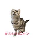 可愛くて楽しい4匹の猫 3（個別スタンプ：1）