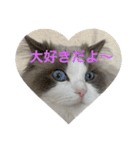 可愛くて楽しい4匹の猫 3（個別スタンプ：2）