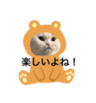 可愛くて楽しい4匹の猫 3（個別スタンプ：3）