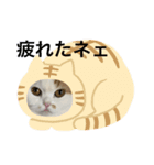 可愛くて楽しい4匹の猫 3（個別スタンプ：5）