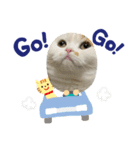 可愛くて楽しい4匹の猫 3（個別スタンプ：8）