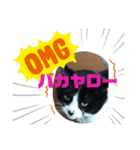 わたしカツオ♀（個別スタンプ：8）
