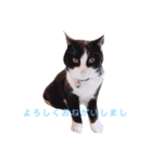 そうです！私がアトムにゃんこてんてーでし（個別スタンプ：2）