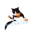 そうです！私がアトムにゃんこてんてーでし（個別スタンプ：7）
