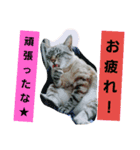 ねこねこgo！go！⑤（個別スタンプ：1）