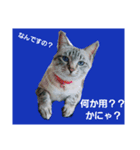 ねこねこgo！go！⑤（個別スタンプ：2）