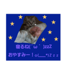 ねこねこgo！go！⑤（個別スタンプ：5）