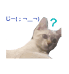 ねこねこgo！go！⑤（個別スタンプ：6）