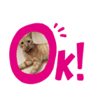 ねこねこgo！go！⑤（個別スタンプ：7）