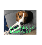 ちゃっぴー2（個別スタンプ：2）