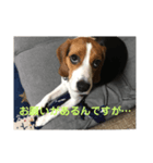 ちゃっぴー2（個別スタンプ：3）