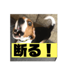 ちゃっぴー2（個別スタンプ：6）