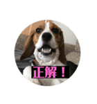 ちゃっぴー2（個別スタンプ：8）
