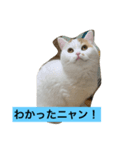 可愛くて楽しい4匹の猫 2（個別スタンプ：1）