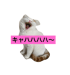 可愛くて楽しい4匹の猫 2（個別スタンプ：2）