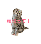可愛くて楽しい4匹の猫 2（個別スタンプ：3）