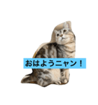 可愛くて楽しい4匹の猫 2（個別スタンプ：4）