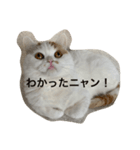 可愛くて楽しい4匹の猫 2（個別スタンプ：5）