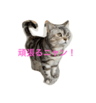 可愛くて楽しい4匹の猫 2（個別スタンプ：6）