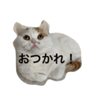 可愛くて楽しい4匹の猫 2（個別スタンプ：8）