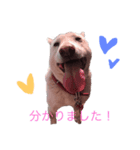 紀州犬スタンプ（個別スタンプ：1）