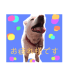 紀州犬スタンプ（個別スタンプ：2）
