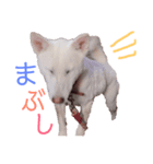 紀州犬スタンプ（個別スタンプ：5）