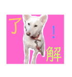 紀州犬スタンプ（個別スタンプ：6）