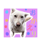 紀州犬スタンプ（個別スタンプ：7）