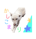 紀州犬スタンプ（個別スタンプ：8）