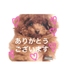 ティーカッププードルクロムくんの敬語1（個別スタンプ：1）