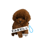 ティーカッププードルクロムくんの敬語1（個別スタンプ：2）