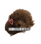 ティーカッププードルクロムくんの敬語1（個別スタンプ：3）