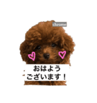 ティーカッププードルクロムくんの敬語1（個別スタンプ：7）