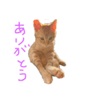 キキ＆ライの日常会話✩.*˚（個別スタンプ：1）