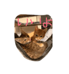 キキ＆ライの日常会話✩.*˚（個別スタンプ：4）