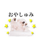 まろん君のスタンプbyタップママ（個別スタンプ：1）