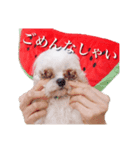まろん君のスタンプbyタップママ（個別スタンプ：6）